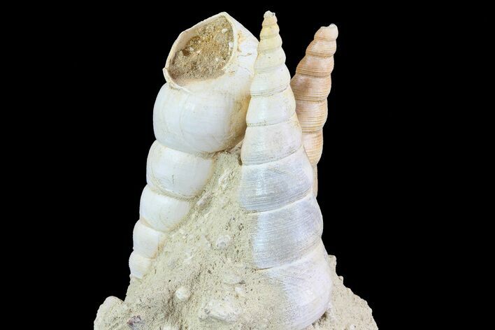 Fossil Gastropod (Haustator) Cluster - Damery, France #74519